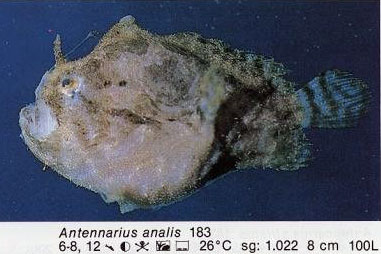 Antennarius analis